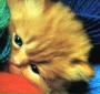 Kitten