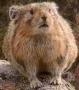Lemming