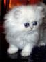 BestKitty