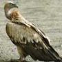 Scavenger