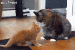 post-104189-0-90868100-1456203959_thumb.gif