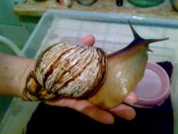 post-20739-1309918402_thumb.jpg