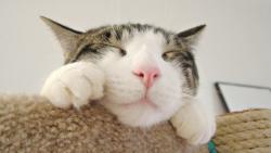 post-67428-1310723155_thumb.jpg
