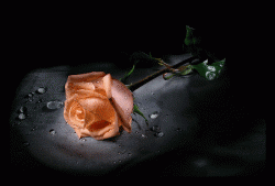 post-50412-1287122009_thumb.gif