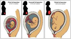 trimester_of_pregnancy1.jpg