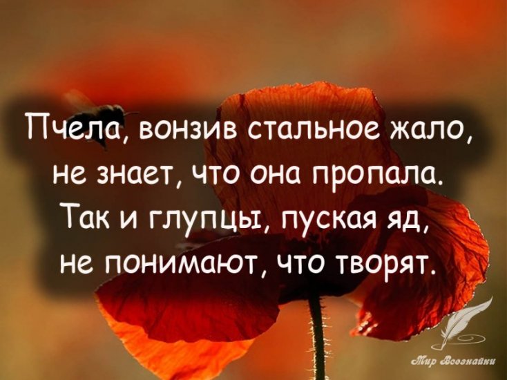 Пчела.jpg
