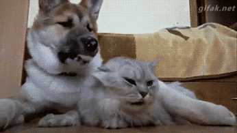 3.gif.51681fe3e06396ff24f5dadef9c61a23.gif