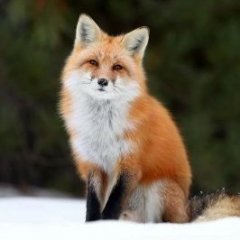 Lady_Lisichka