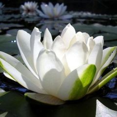 Fiore