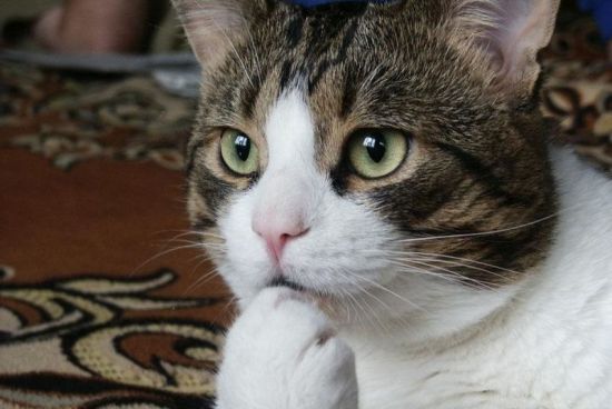 cat.0.thumb.jpg.6caec740c68e629174146c5757e4b9d9.jpg