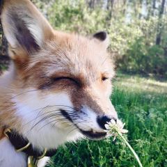 lonelyFox