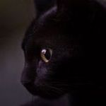 YaJane