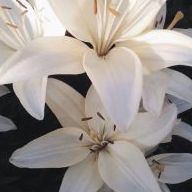 Orchid07