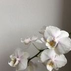 ORCHID