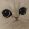 Canniball