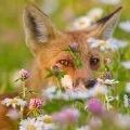 Соловушка