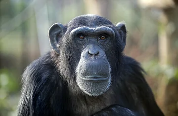 Chimp.png.53bdd2d51e1d6ae31b843ef5da72b514.png
