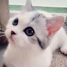 Lilia Lily