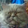 АЛХИМИК