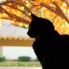 Blackcat