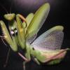 Mantis