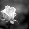 Black&White